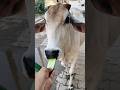 This hungry calf saw a cucumber and said 🏃♂️💨 #shorts #calf #viralshorts