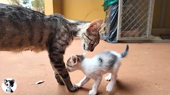 Mama cat talks like “no more milk” while her kittens meow for it