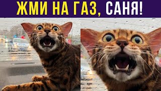 Приколы с котами. САНЯ, ЖМИ НА ГАЗ!!! | Мемозг #331