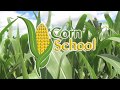 Corn School -  Maximizing Yield
