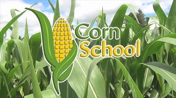Corn School: Maximizing Yield