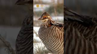 Prairie Chickens Doing Their Dance In South Dakota #Shorts