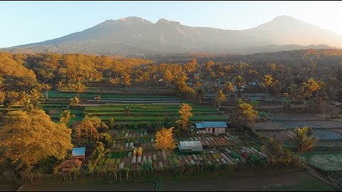 THIS IS LOMBOK ORGANIC