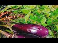 Neem Begun | Brinjal and Neem Leaves fry | Bengali Traditional Recipe |