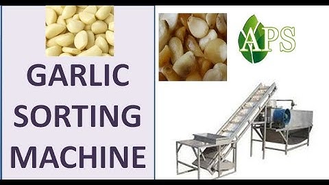 Garlic clove sorting machine ,Garlic Sorting Machine