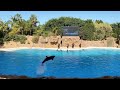 Visit to Loro Parque in Tenerife. Canary Islands, Spain - Dolphin show