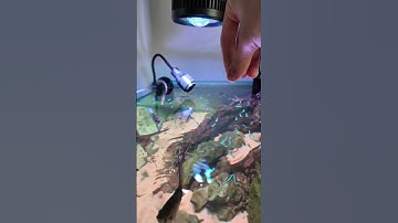 Những điều kỳ thú về cá Neon - Thủy Sinh 4U