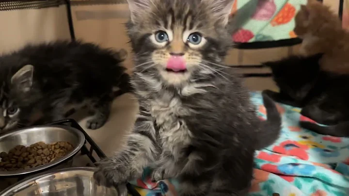 Watch the video about (5 week old) Maine Coon Kittens, Olivia’s Baby Kittens, Tux kitten, Tabby Kitten, Red Tabby