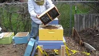 bees.avi