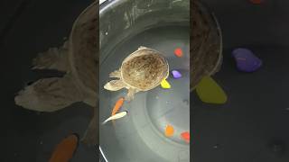 🐠🐠🐢🐢🐢🐟🐟 PET collection #trending #viral #pets #turtle #fishing #aquarium #gold #art