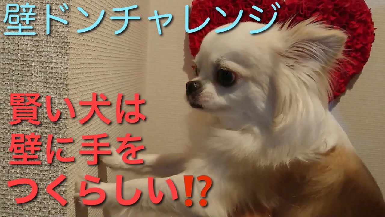 壁ドンチャレンジ 壁に手をつく犬は賢いらしい Youtube 壁ドンチャレンジ 壁に手をつく犬は賢いらしい Youtube