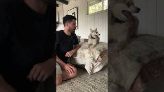 Trying To Get My Silent Dog To Howl For The First Time