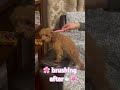 #cuteanimal #puppy #cute #cutedog #cutedog #cutebaby #puppy #cuteanimal #cutedog #babygirl #animal
