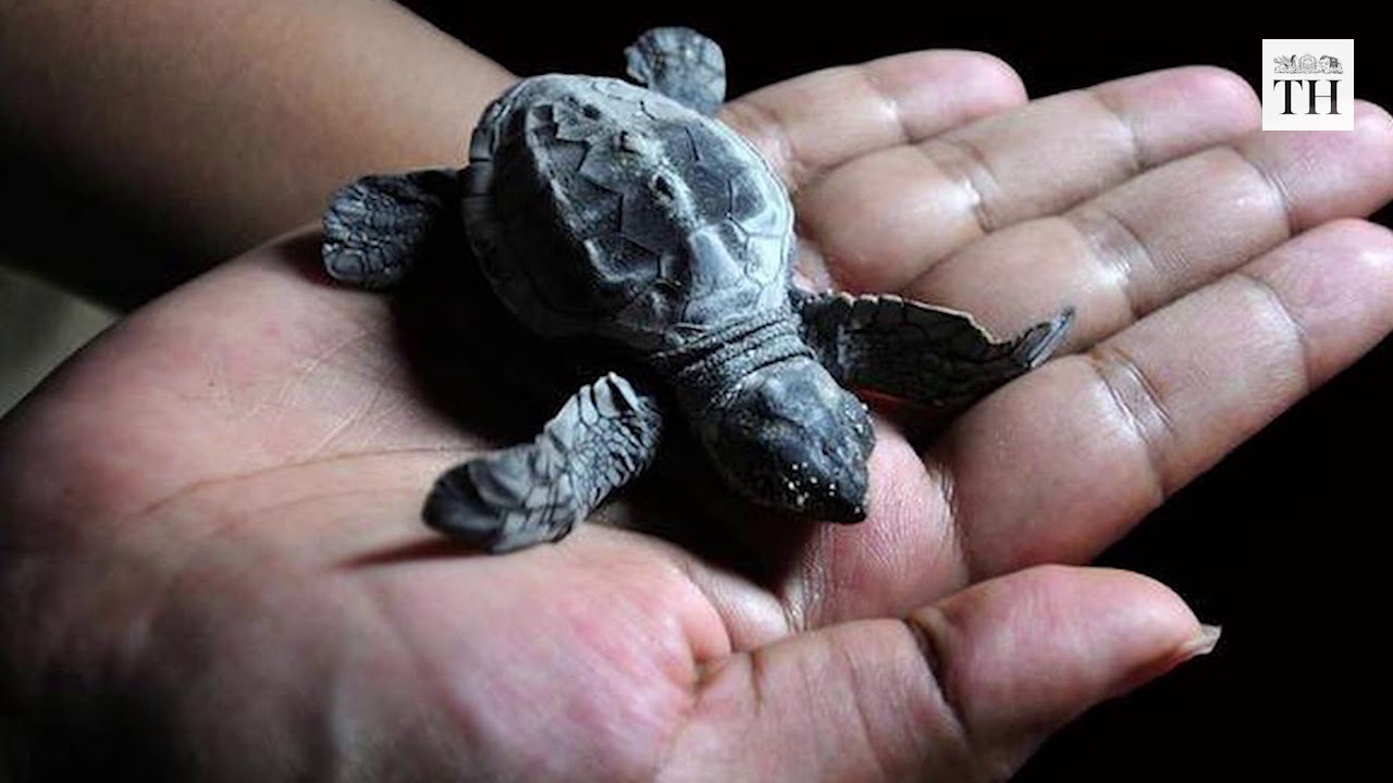 Who's helping the Olive Ridleys?