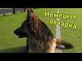 Немецкая овчарка - 2 правила ухода во время линьки. Мокрый нос Бейлис.