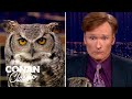 Animal Expert Jarod Miller: Great Horned Owl & Crocodile - "Late Night With Conan O'Brien"