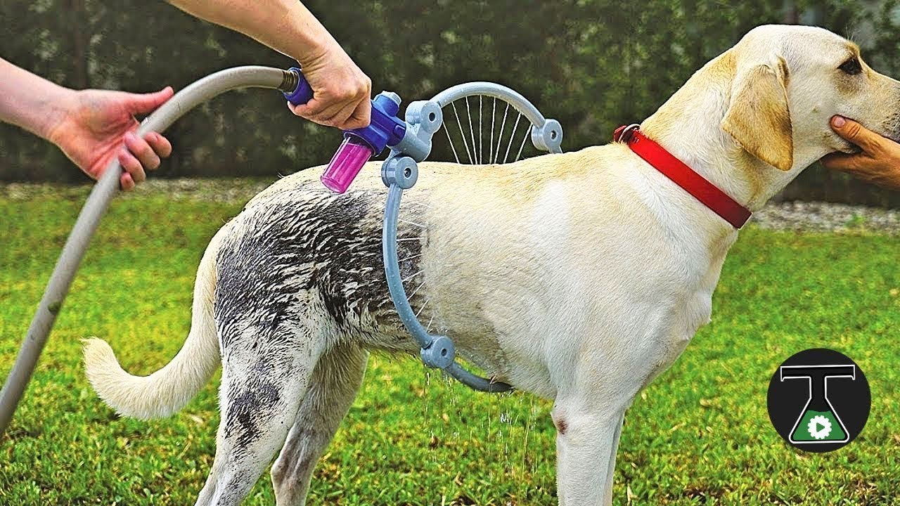 Insane pet toys and gadgets you must have | insane pet show | insane pet houses | insane pet names |