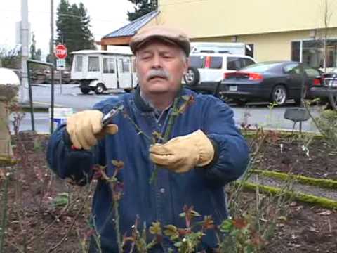Gardening With Hank - Winter Rose Pruning
