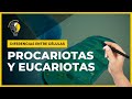 👉DIFERENCIAS ENTRE CÉLULAS PROCARIOTAS Y EUCARIOTAS // FÁCIL, RÁPIDO  😱