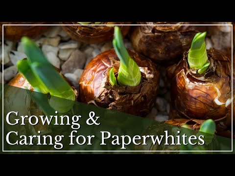 Video: Paperwhite Bulb Reblooming – Ako prinútiť papierové biele znovu kvitnúť