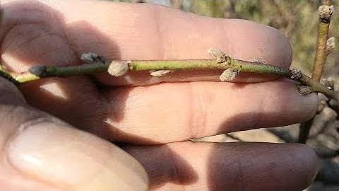 #vườn : Cách nhận biết dấu hiệu cây đào nở hoa sớm trước tết - Biện pháp khắc phục xử lý.