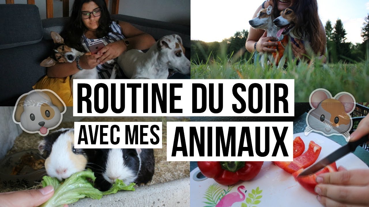 Routine du soir avec mes animaux │Eté 2017