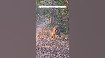 Pilibhit Tiger Reserve , India #nature#pilibhit#wildlife#tiger#animals#latest#viralshorts