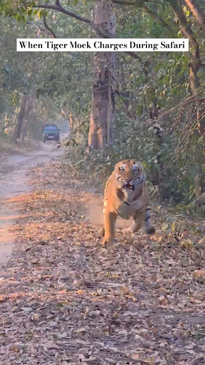 Pilibhit Tiger Reserve , India #nature#pilibhit#wildlife#tiger#animals#latest#viralshorts