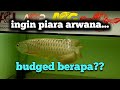 Apa saja yang perlu dipersiapkan sebelum memulai memelihara arowana