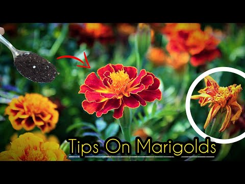Vidéo: Irrigation de Cape Marigold : Conseils pour arroser les fleurs de Cape Marigold