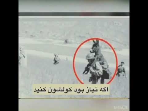 دو سه مثقال خریت ز خران چیزی نیست