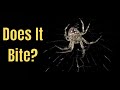 Do Orb Weaver Spiders Bite?