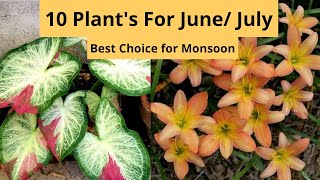 10 Best Plants For June / July  Monsoon Season