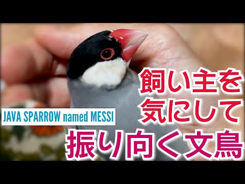手のひらの中から振り向いて飼い主を見る桜文鳥（10カ月）-Java sparrow