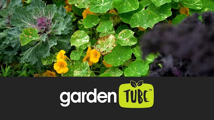 Best Flowers to Attract Pollinators in Your Veggie Garden