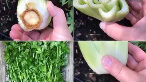 Never buy celery again!