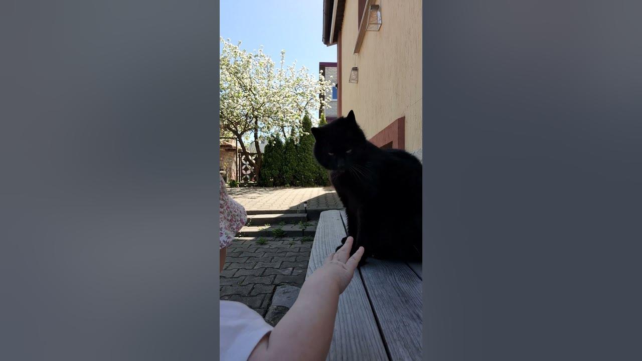 поговори со мной, кот..! :) - YouTube