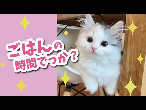 生後2ヶ月の子猫のルーティン【おしゃべりする猫】