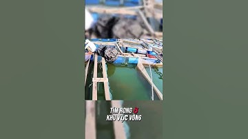 Câu Cá Dìa Bông Bằng Lưỡi Rường + Mồi Rong Xanh  - Tập 3 #seafishing #fishing #youtubeshorts #shorts