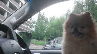 All about the life of charming dogs of the mini-Spitz breed!