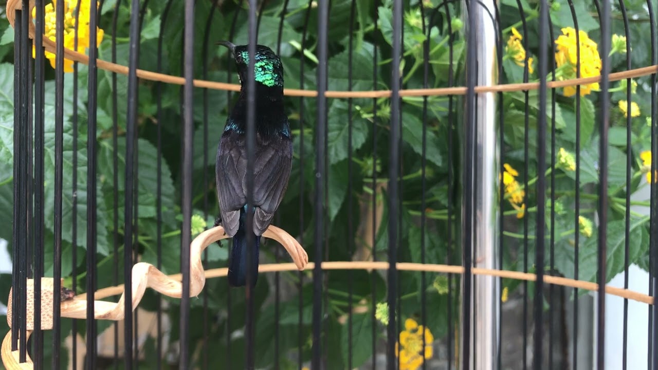 Chim Hút Mật 7 Màu Tố Chất Chơi Nhiều Giọng Cực Hay