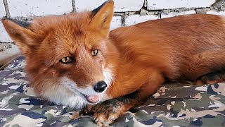 Super Friendly Fox Named ALFIK