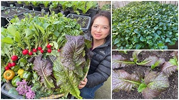 Thu hoạch xà lách xoong, ớt chuông, cải mù tạc, củ cải tí hon sau vườn ở Úc