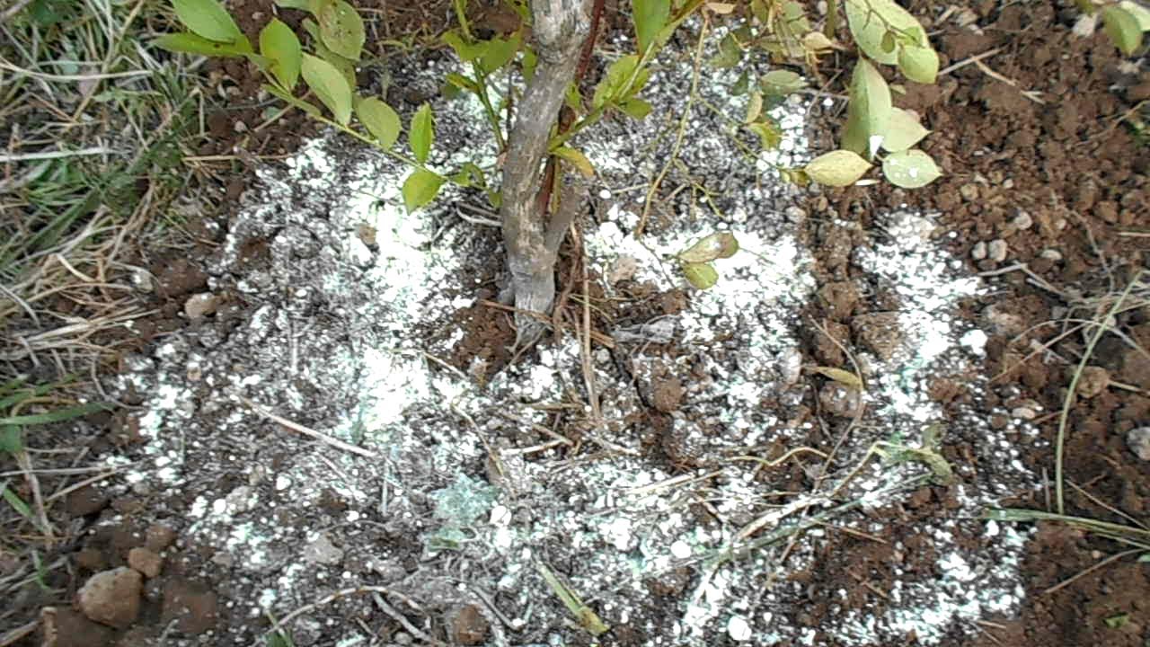 ブルーベリー 土 を 酸性 に する