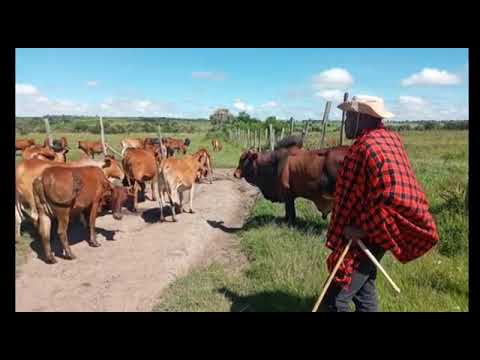 Enkorropil Original Tipat Enyuata