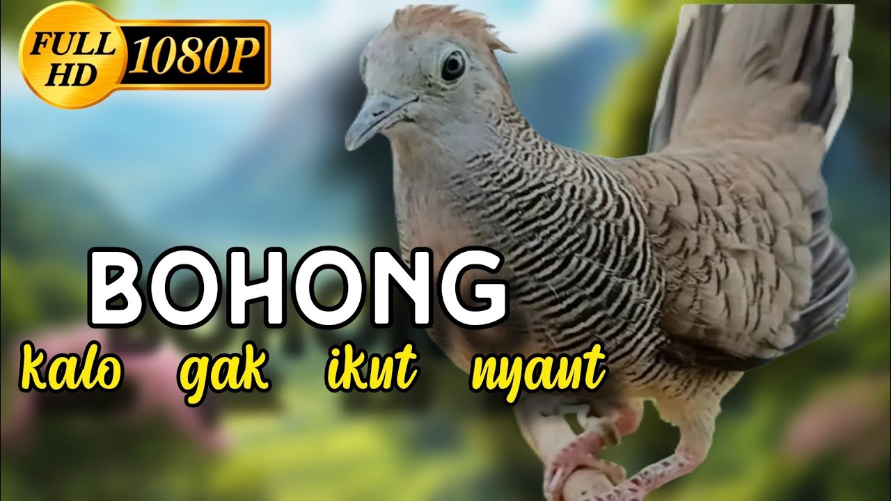 Perkutut lokal gacor bohong kalo gak nyaut