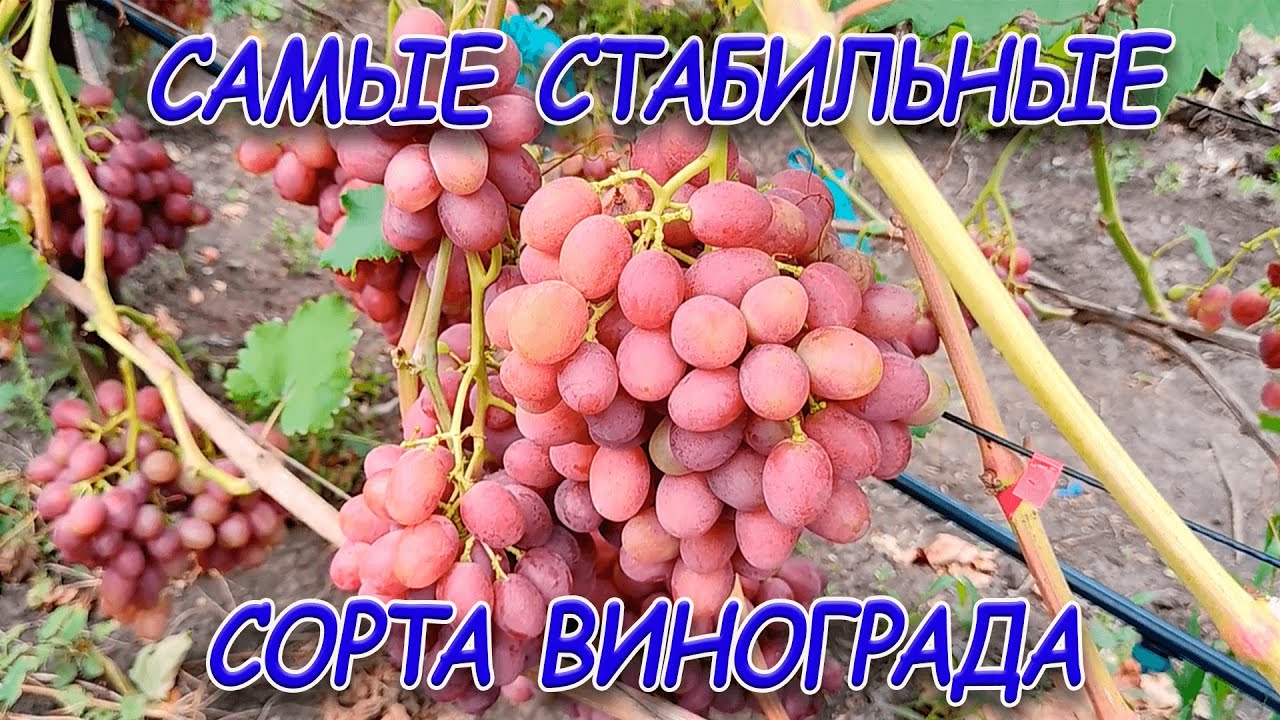 Правила обрезки для увеличения урожайности