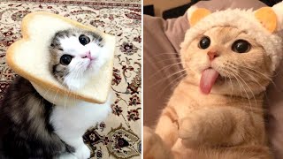 new funny cat and other animals videos 2024 | new funny animals video 😸🦮🦩