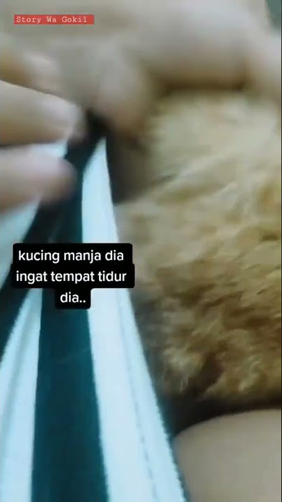 Story wa lucu Kucing Manja tidur di selangkanga*