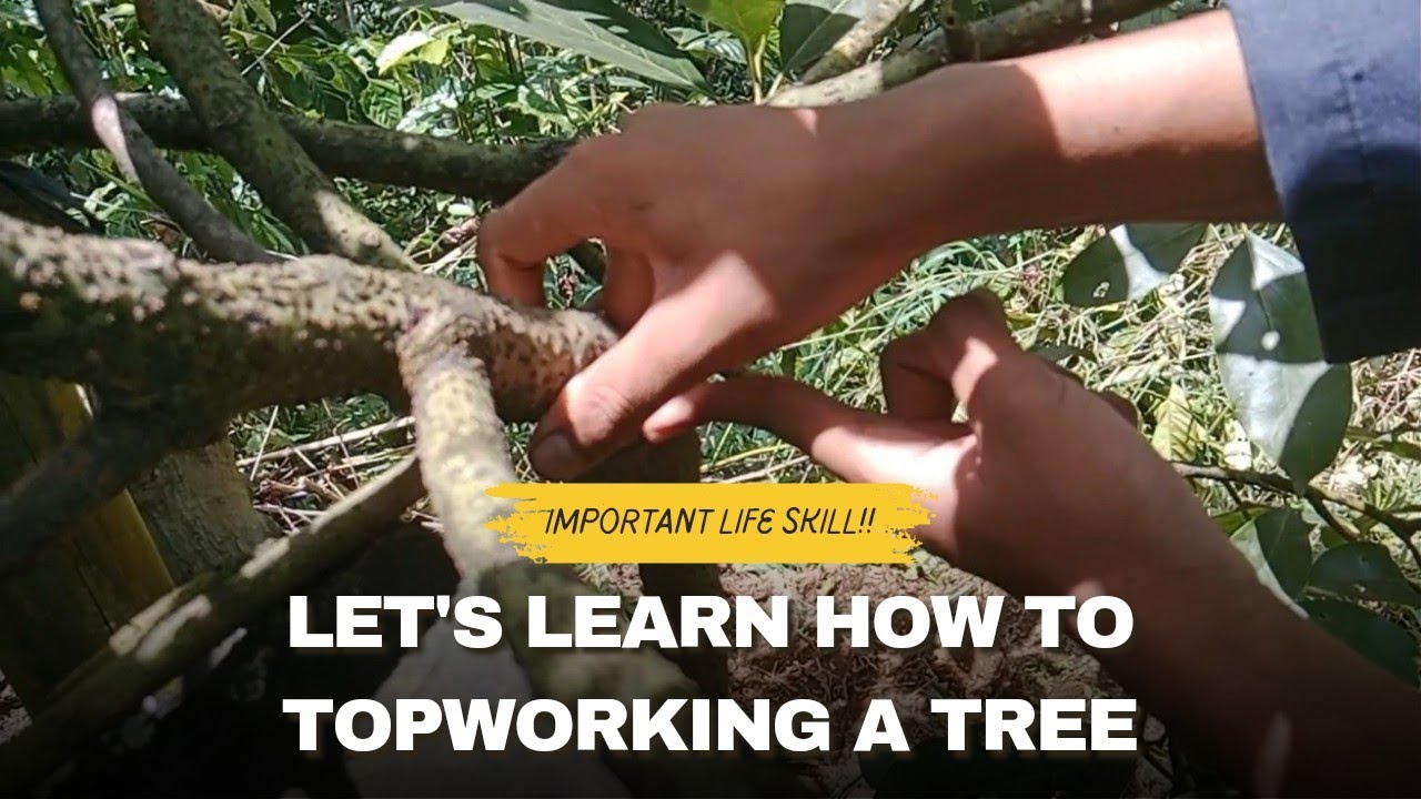 IMPORTANT!! LET'S LEARN ABOUT TOPWORKING IN AVOCADO PLANT!! AND HOW WE DO IT!!